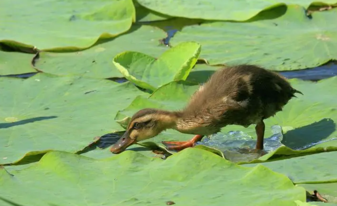 小野鸭吃什么食物?怎么喂养?