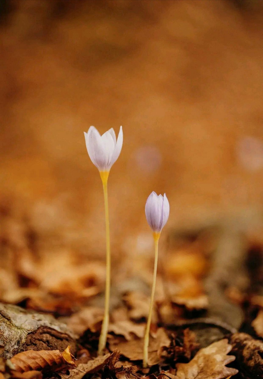 发现美好:枯叶下倔强的小生命,亮闪闪的