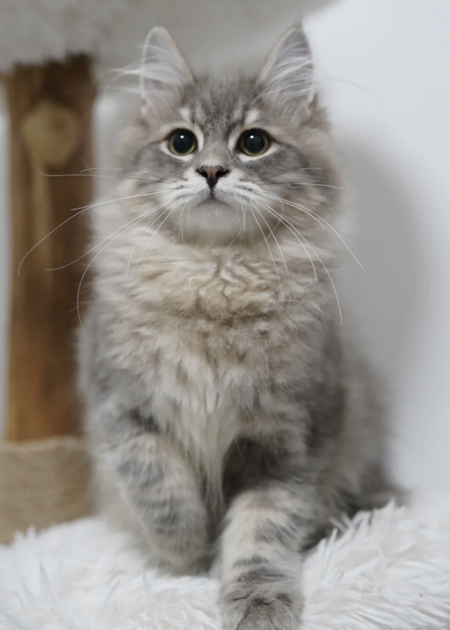 银虎斑加白西森猫,高冷男神,猫中杨洋#杨洋# #搞笑萌宠# #我家萌宠