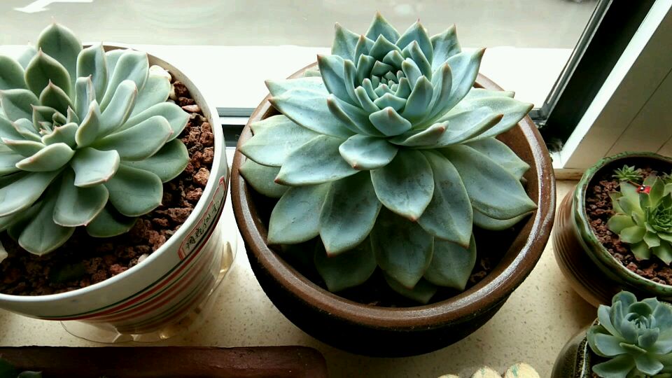 多肉粉蓝鸟两个月浇了一次水,居然变这样