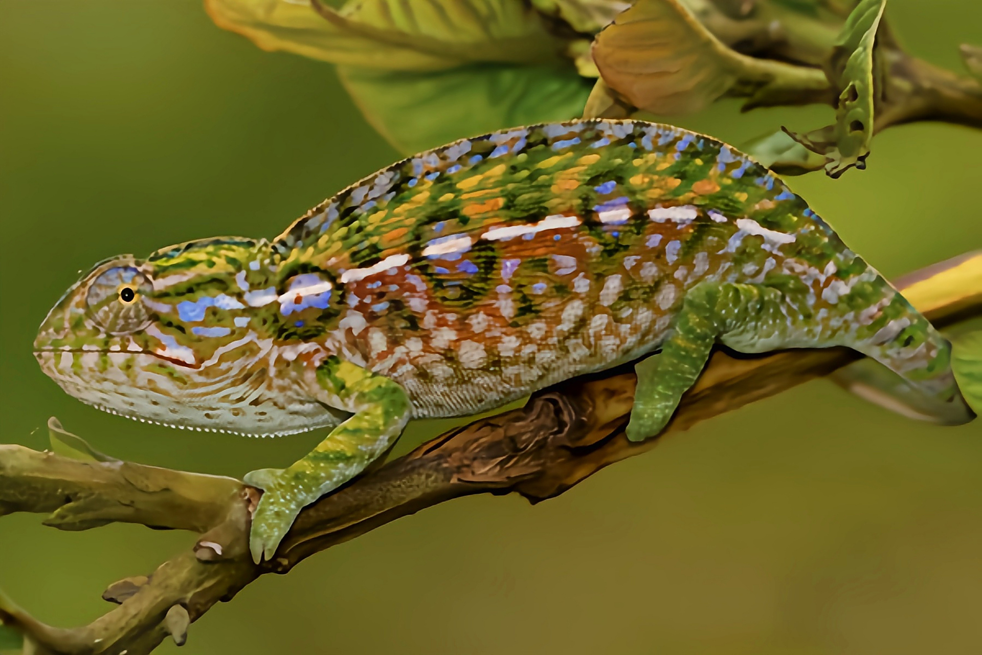 每天认识一种动物——地毯变色龙 地毯变色龙原产于马达加斯加群岛,是