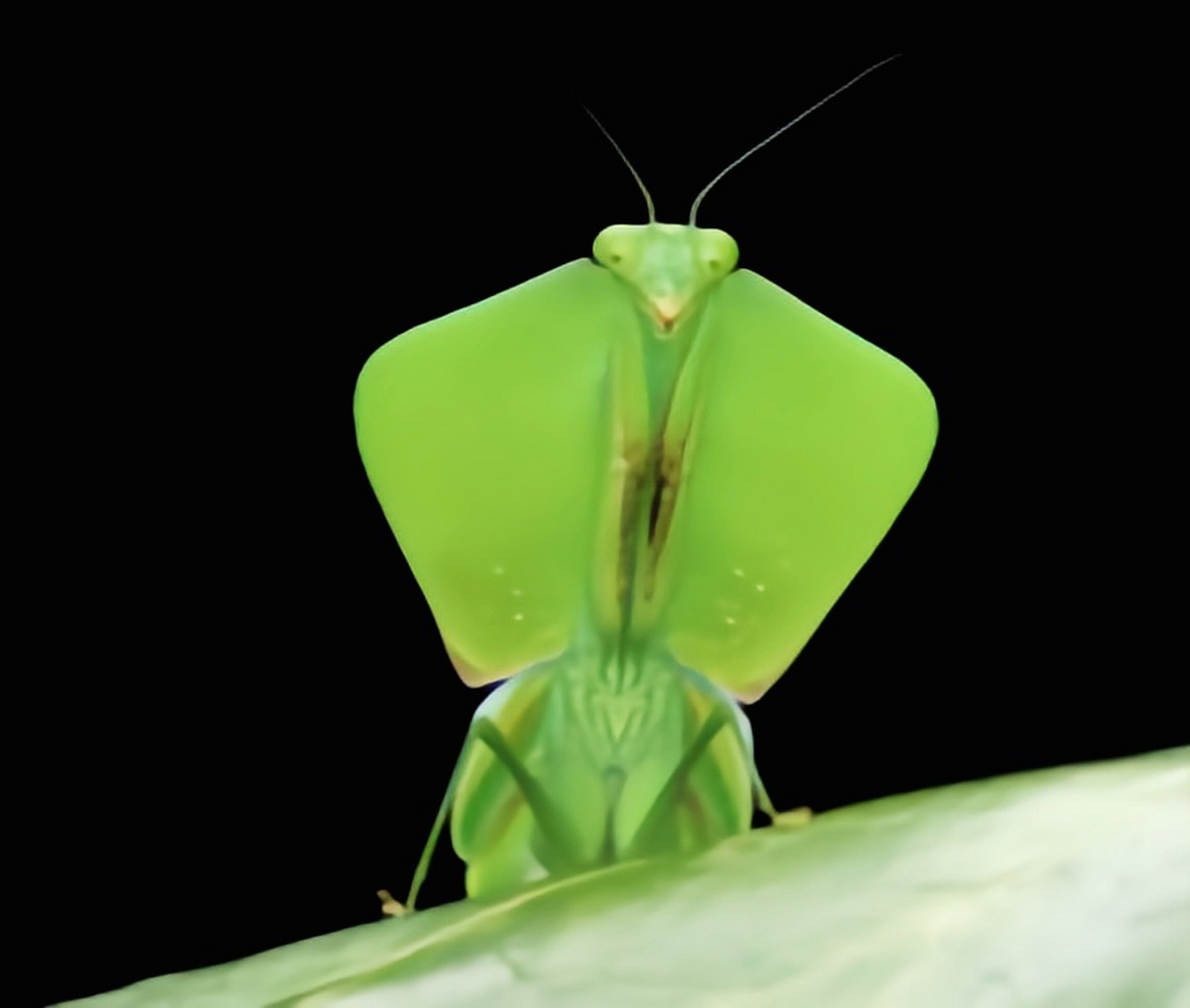 图片上是一种动物——叶背螳,又名风帽螳螂,南美盾牌螳螂,原产南美洲