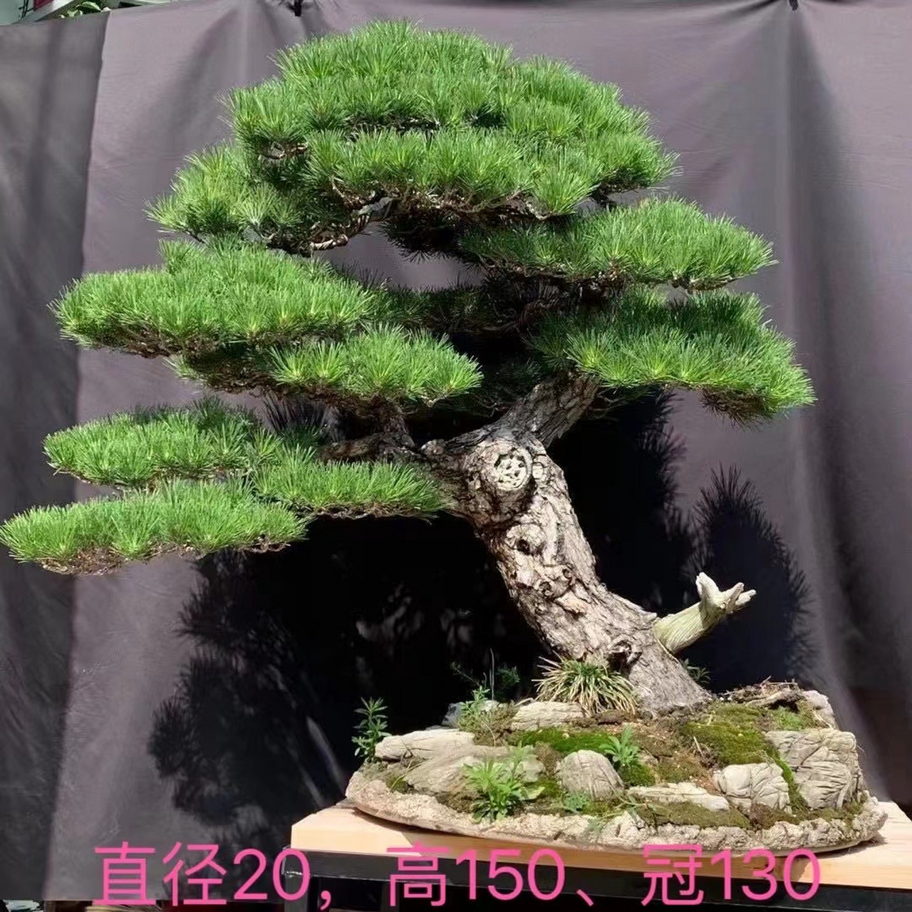 精品黑松盆景欣赏一下