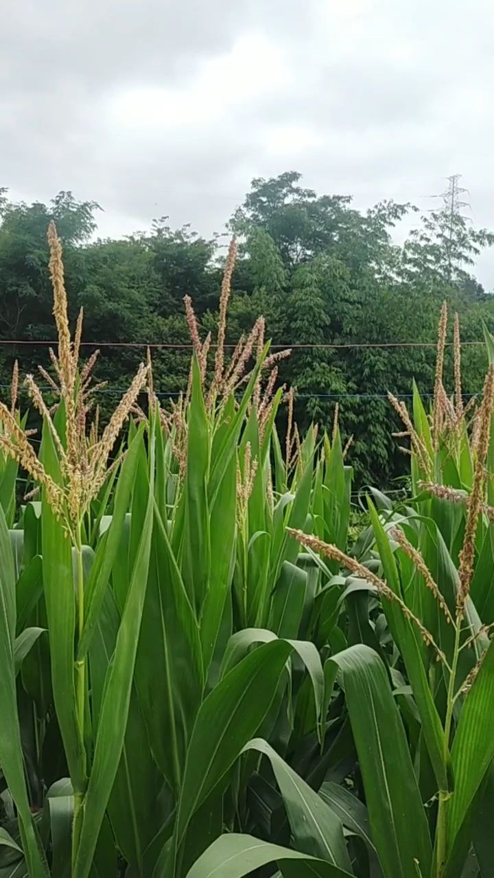开花的玉米穗里长满了粉,据说花穗掉下来落到玉米须上玉米粒才能饱满