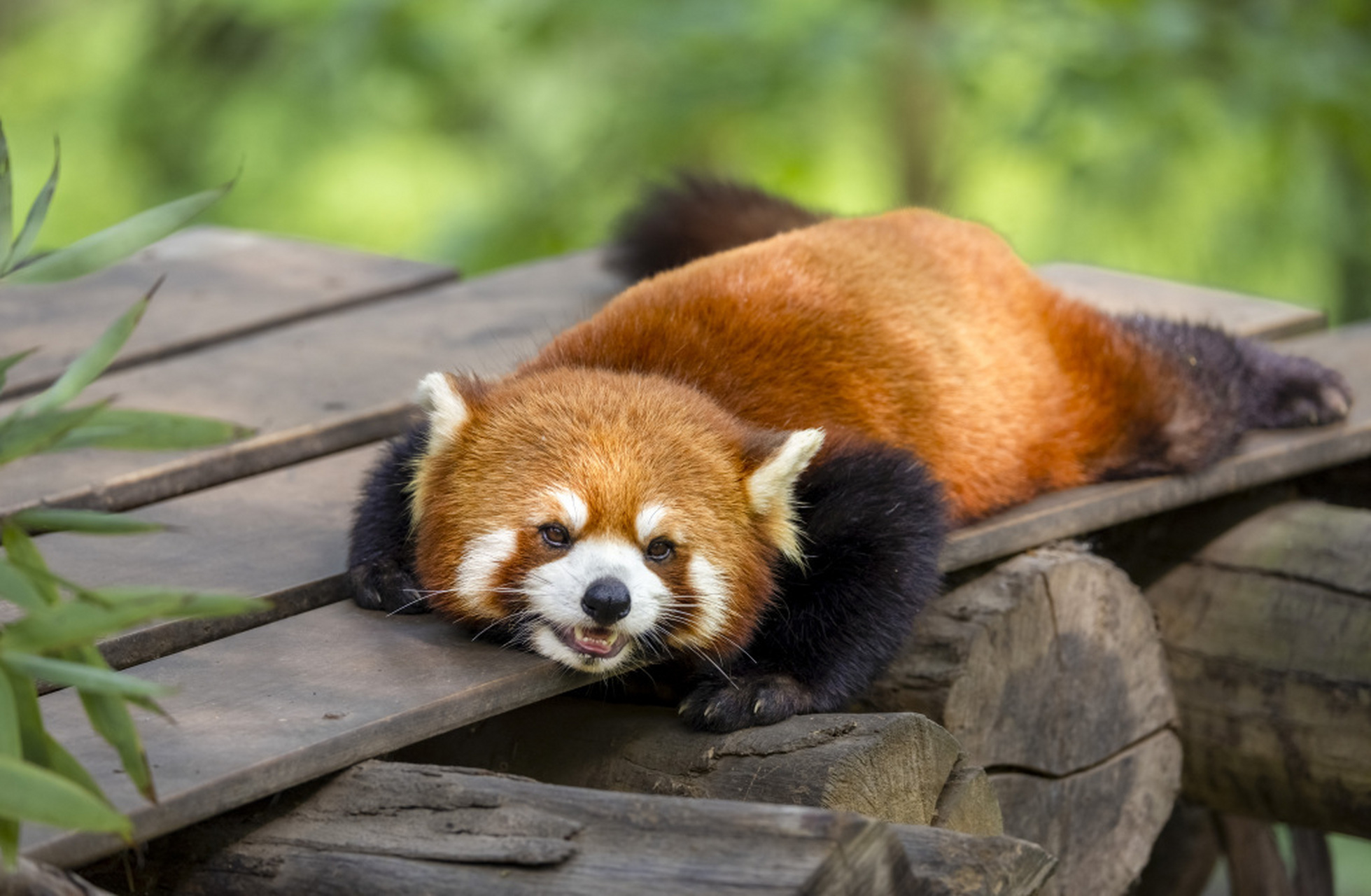 分享一组动物嘴角上扬的超治愈瞬间～来评论说说,你被哪个"微笑"治愈