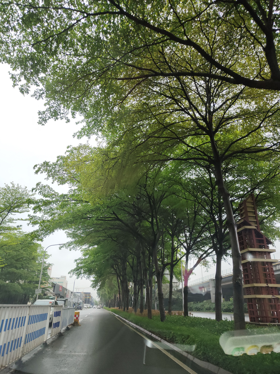 春天的绿道91 今天路过一个公路 路边的树木98长满了嫩芽 有些