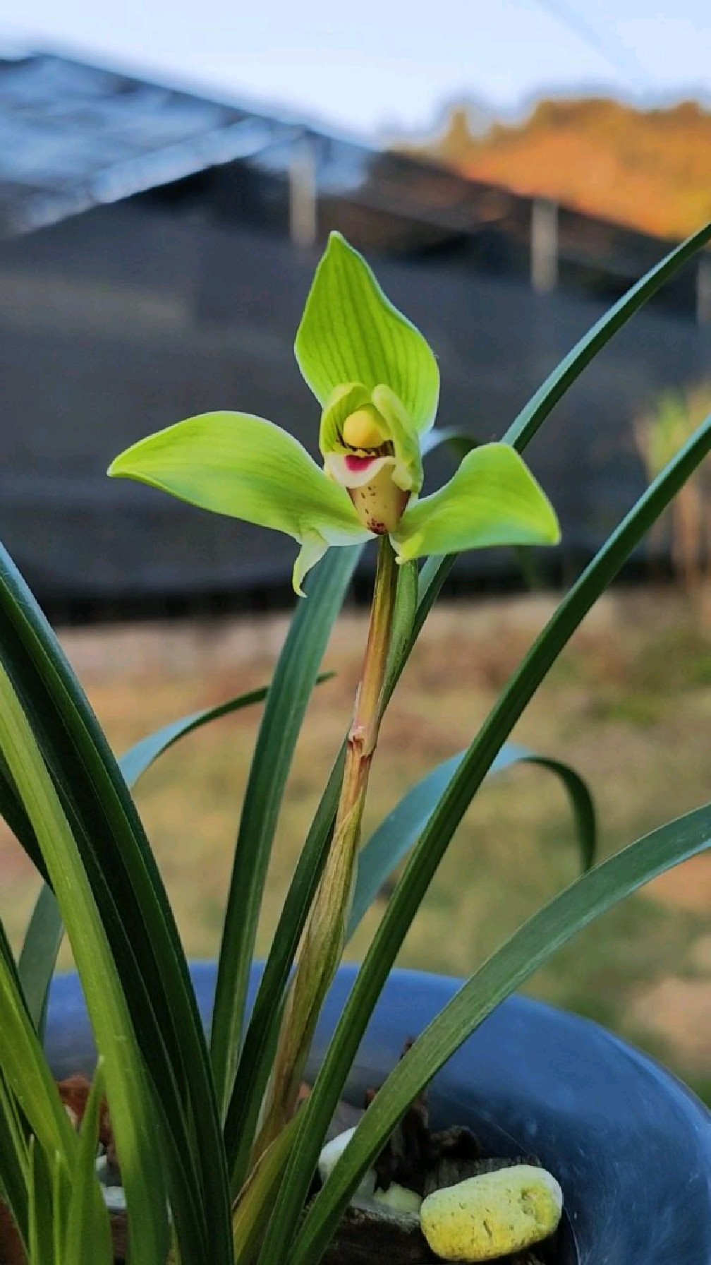 春兰老品种翠一品早开也一样仙气飘飘