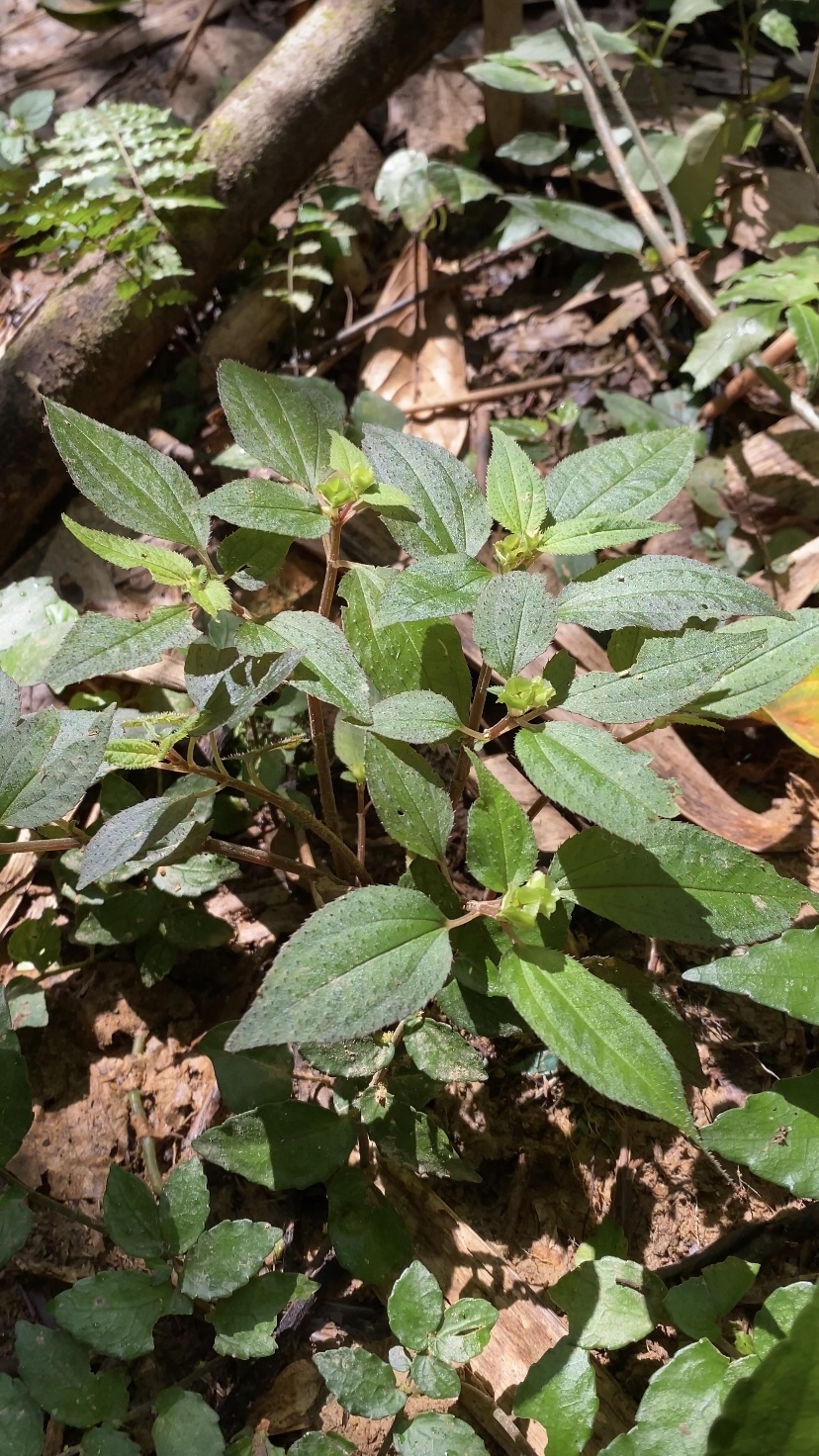 风柜斗草也叫楮头红,看看你认识吗?