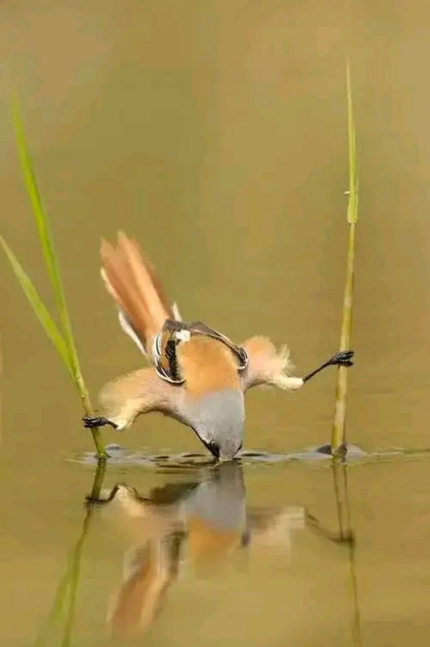 小鸟高难度喝水#摄影# #中国美景大赏