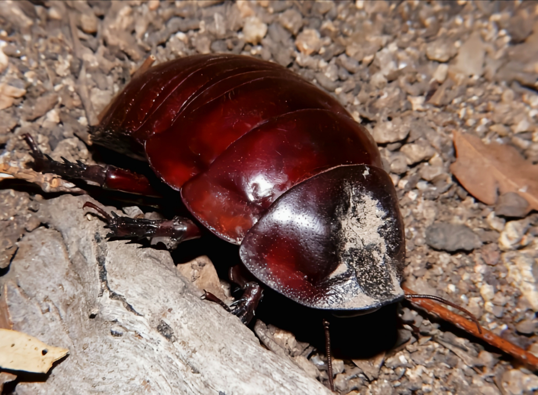 每天认识一种动物——犀牛蟑螂 犀牛蟑螂别名澳洲犀牛蟑螂,巨型挖洞