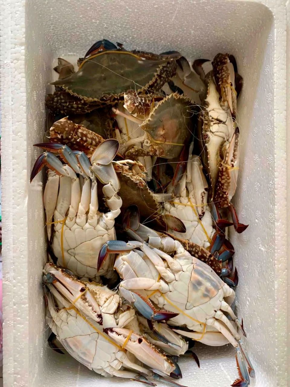 那个螃蟹死了还能吃吗?[左捂脸][左捂脸]