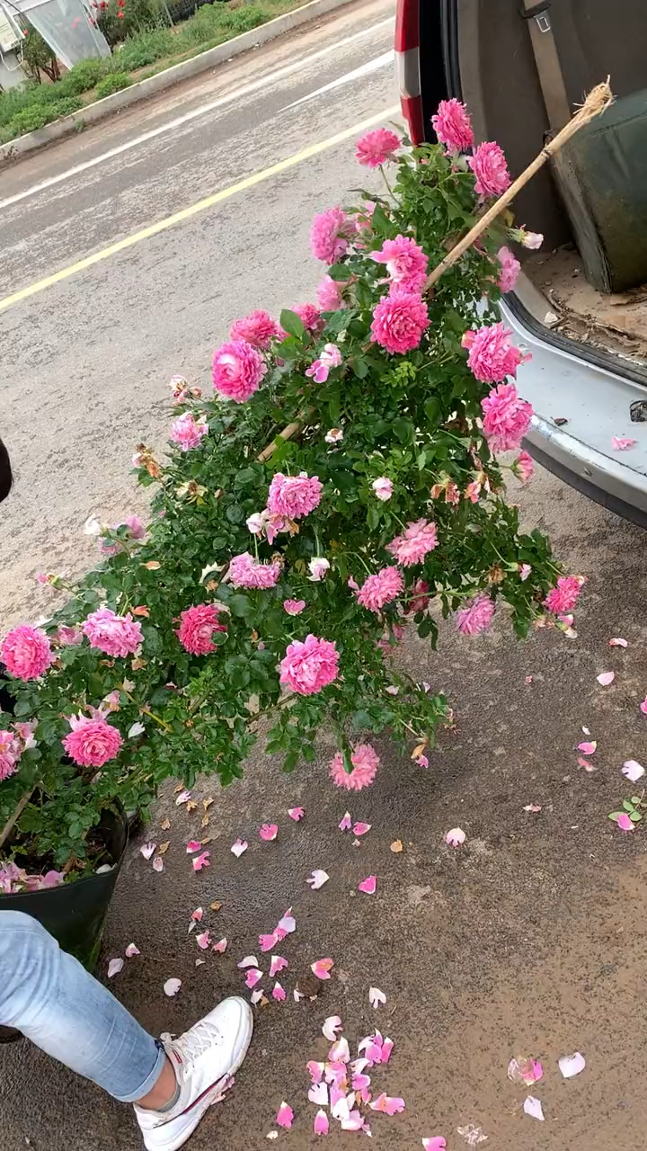 藤本月季梦幻褶边花量多花期长多季循环开花