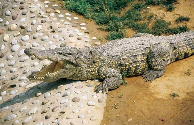 中国本土大型鳄鱼图片