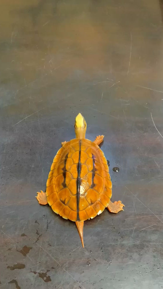 金钱龟海南大黄头全身金黄色大粗鞭