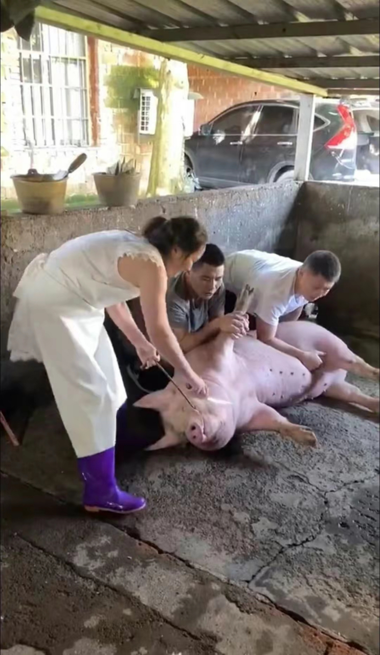 杀猪女屠夫:年前一晚杀600头,20元/头,月入3万买房买奔驰