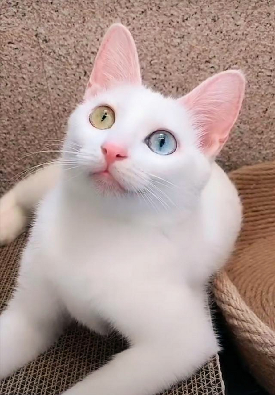 好漂亮的异瞳小猫咪,两只眼睛颜色迥异,很有灵气.#趣图搞笑
