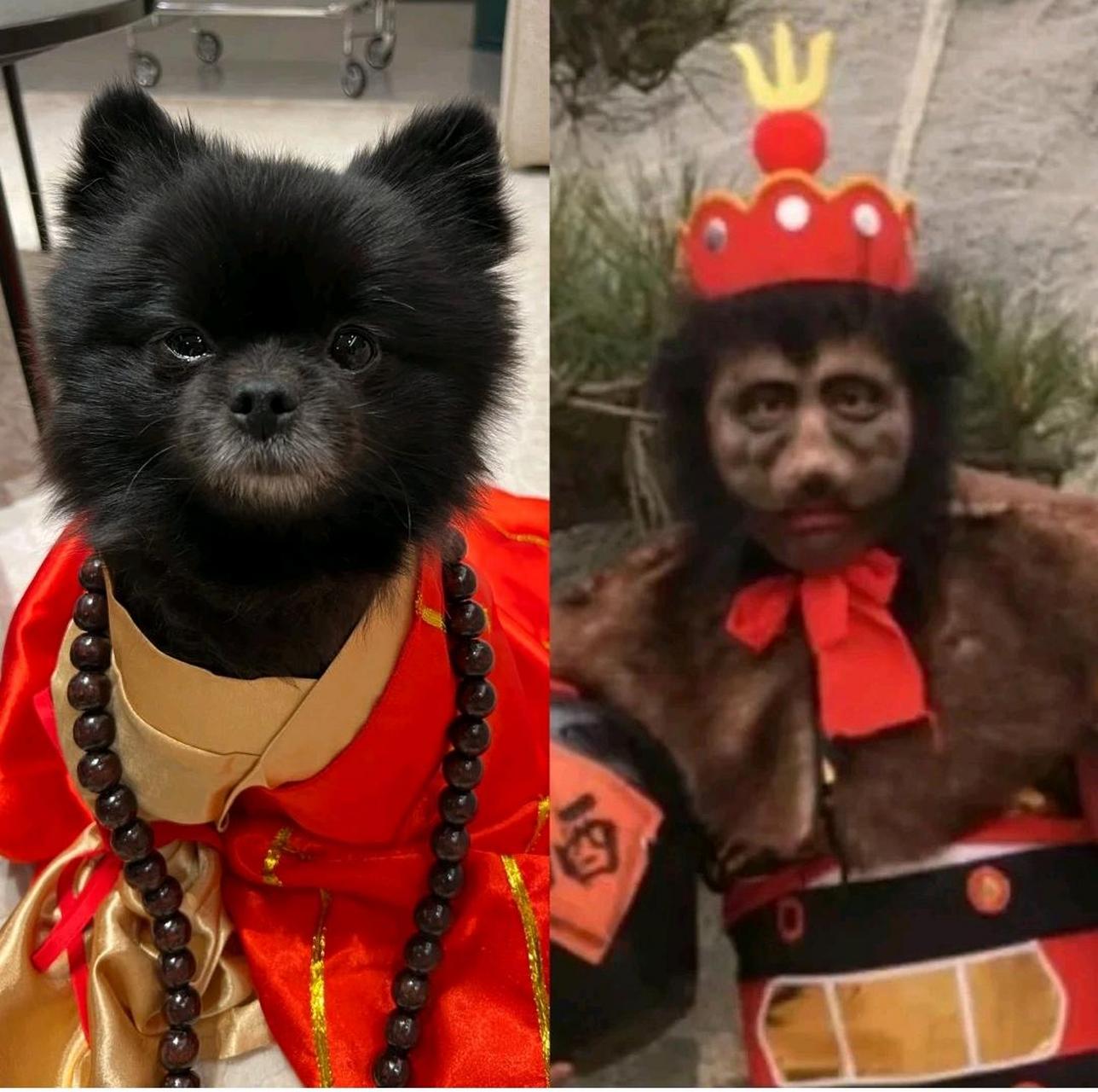 你们看看我家小黑像不像偷袈裟的黑熊精!