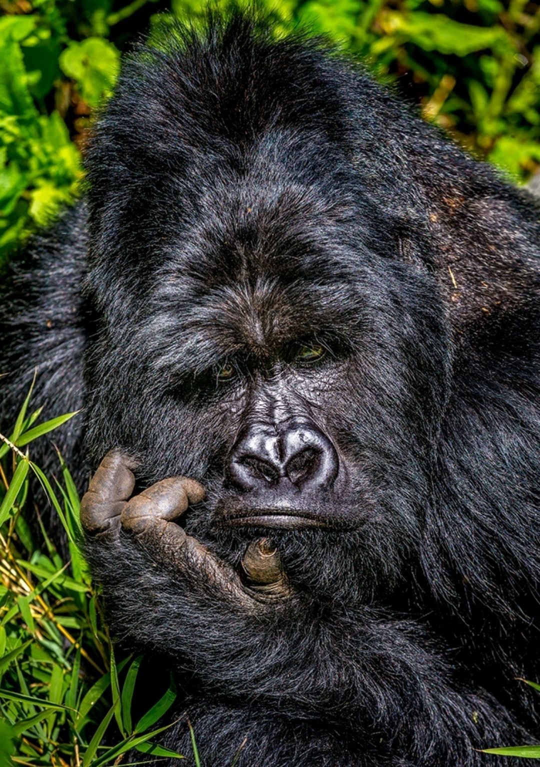 治愈一刻:那些搞笑的小动物