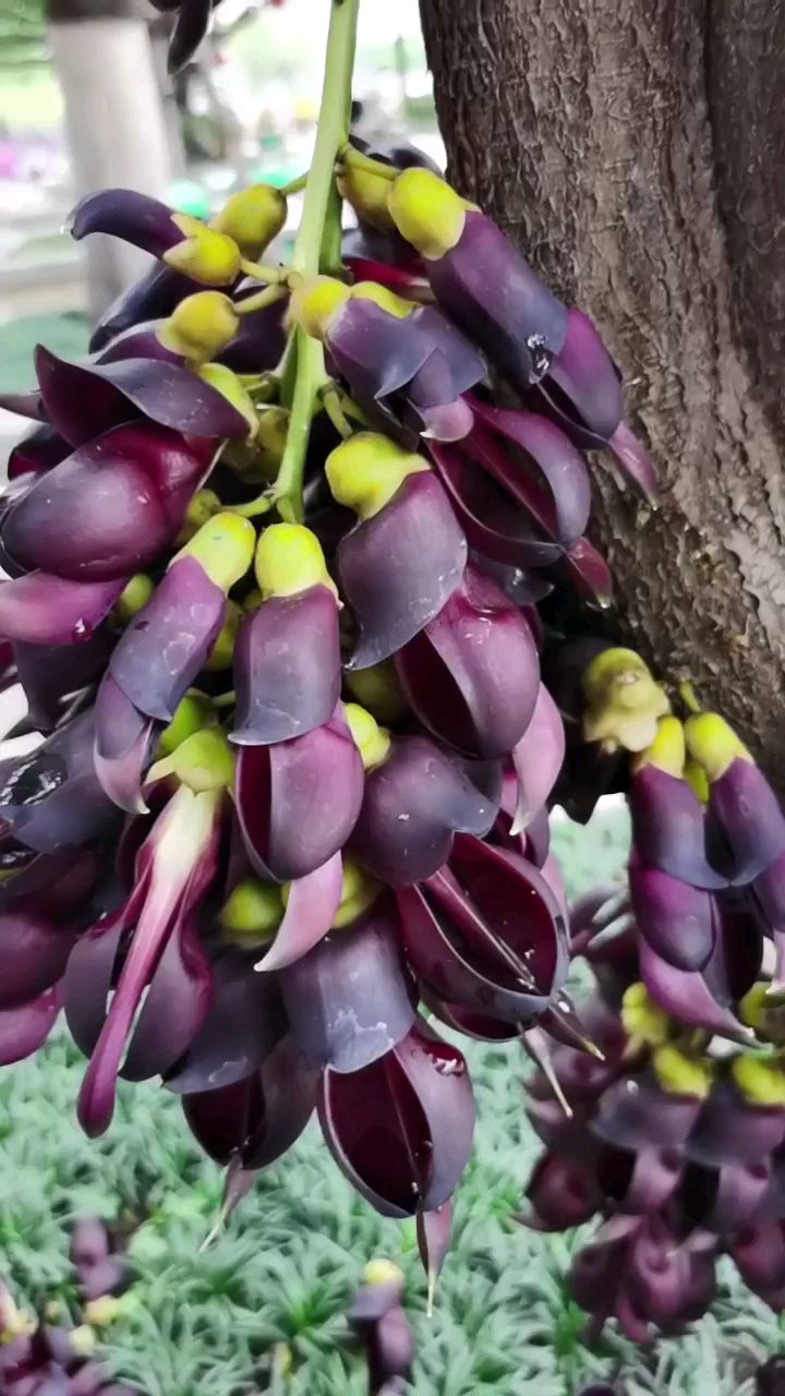 东莞大岭山森林公园紫禾雀花