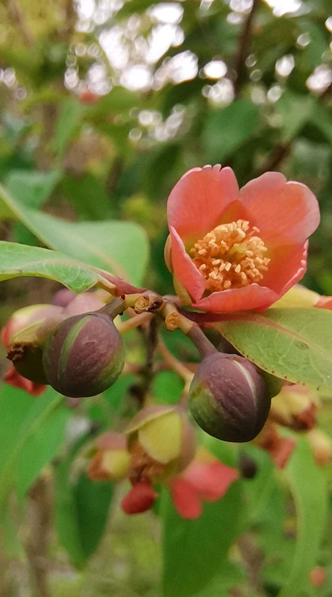 黄牛木有这样美丽的花