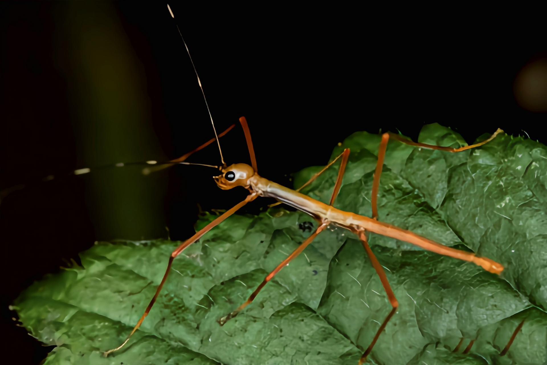 每天认识一种昆虫——黄伞竹节虫 黄伞竹节虫别名黄裙竹节虫,黑带黄扇