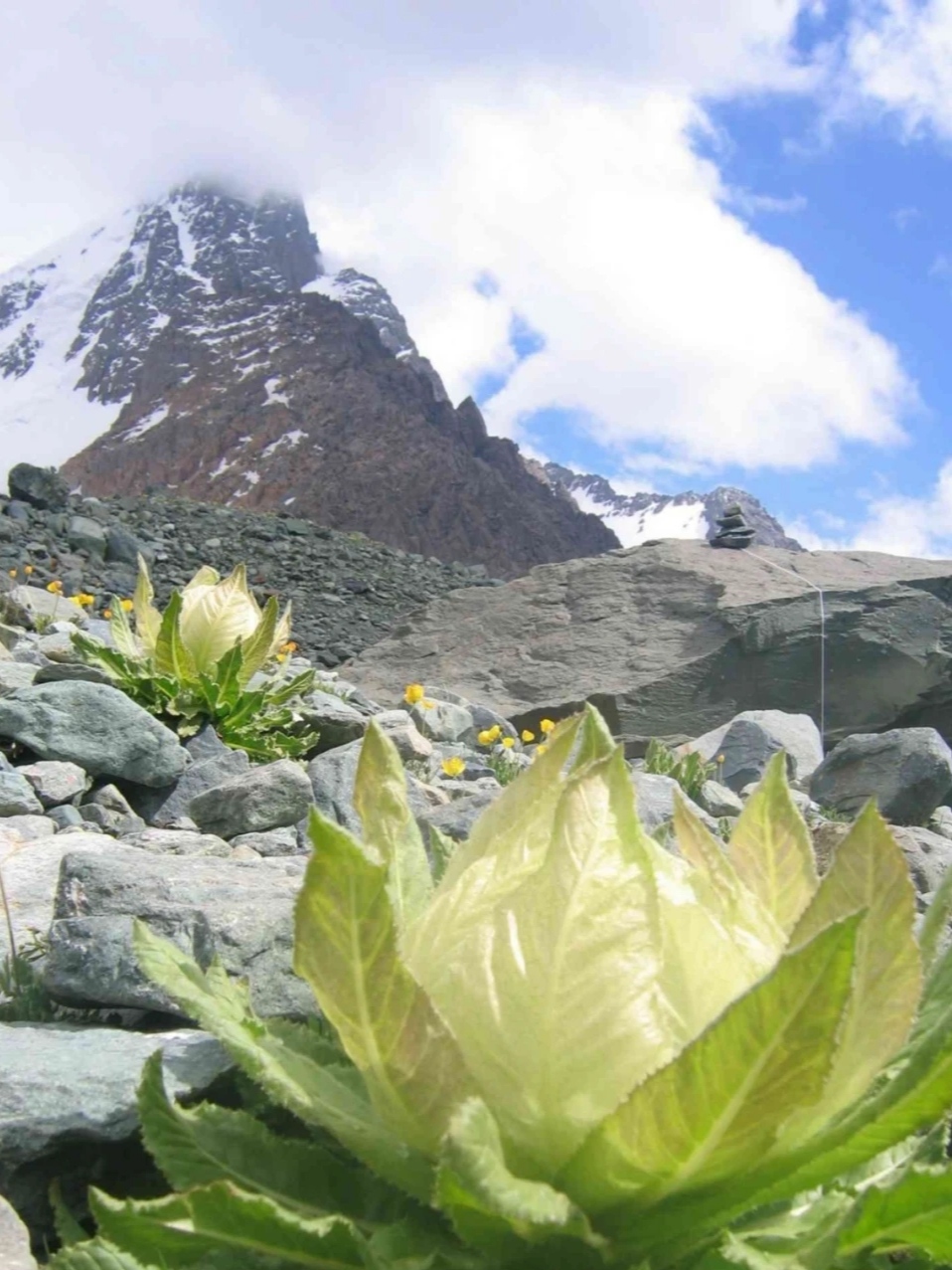 野生藏药植物名称图片图片