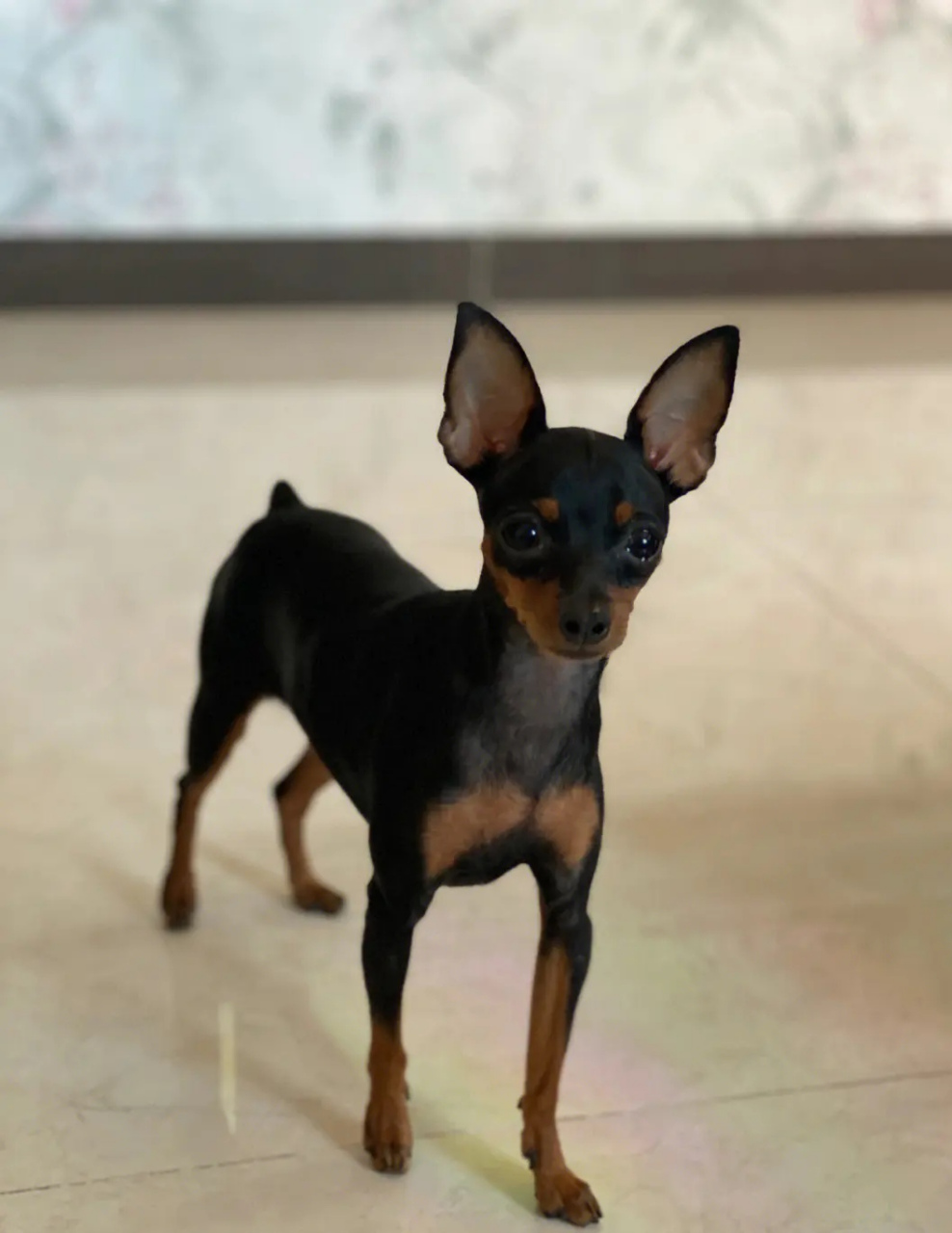 小鹿犬,和吉娃娃有点相似