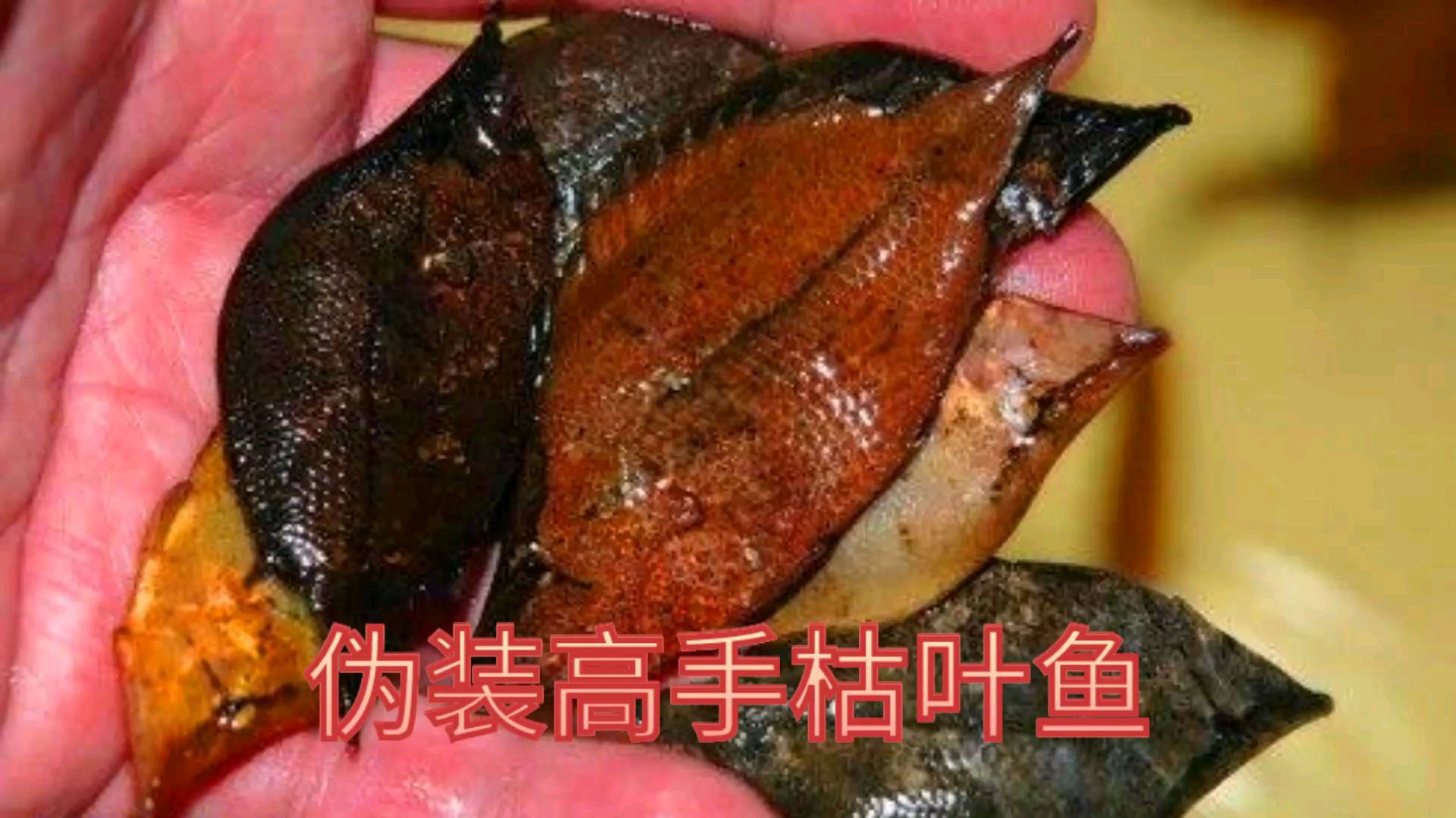 静如初子动如脱兔,伪装大师枯叶鱼