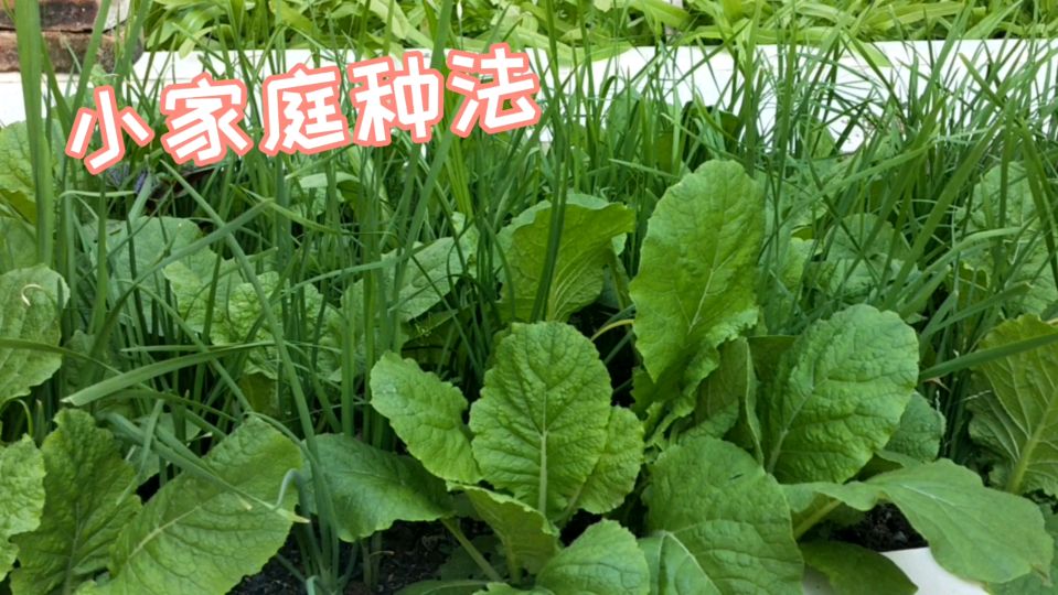 分享小家庭种菜视频,非常适合没楼顶又爱种菜的朋友哦!
