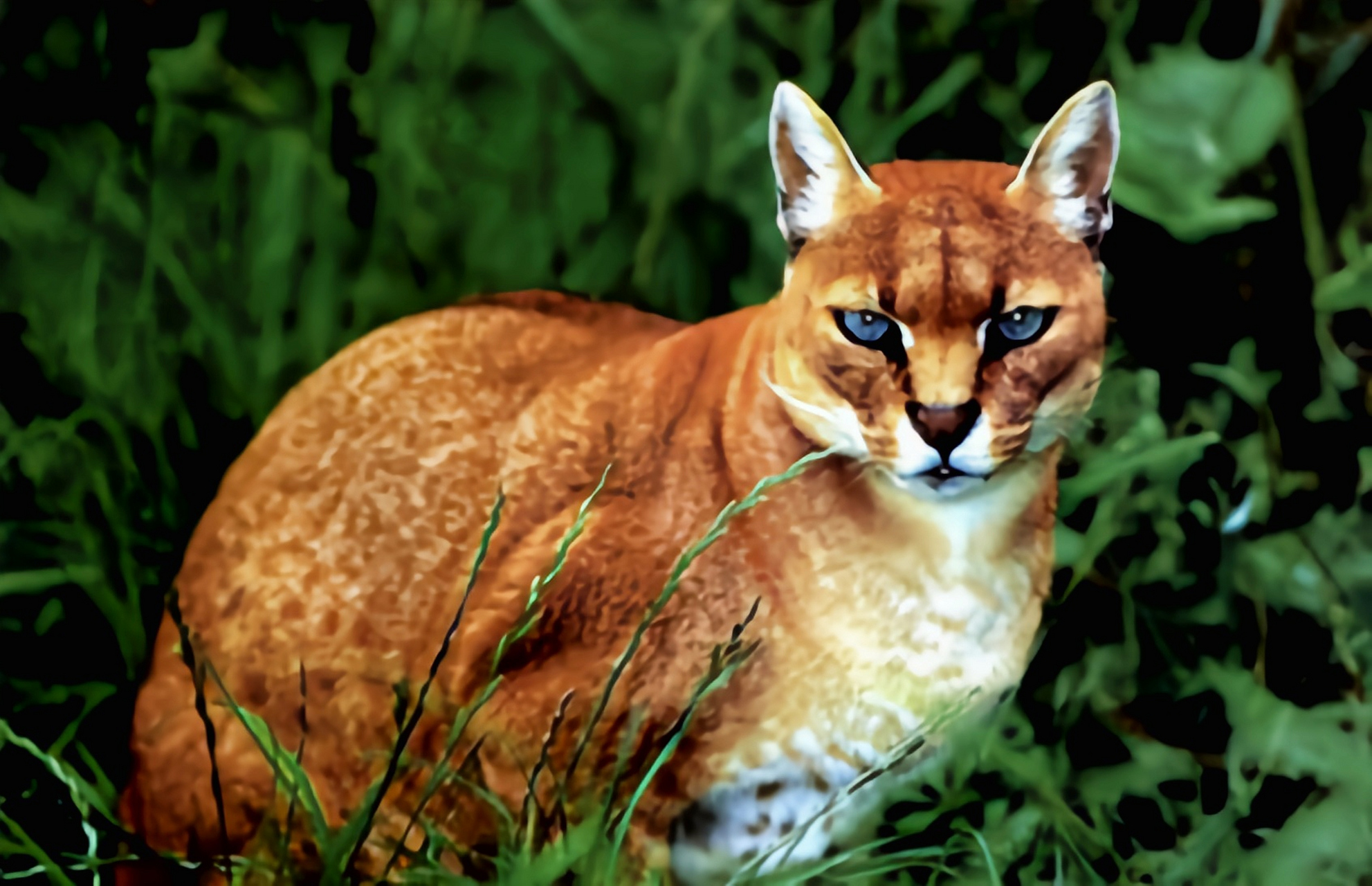 每天认识一种动物——非洲狞猫 非洲狞猫别名银猫,非洲金猫,猫科,狞猫