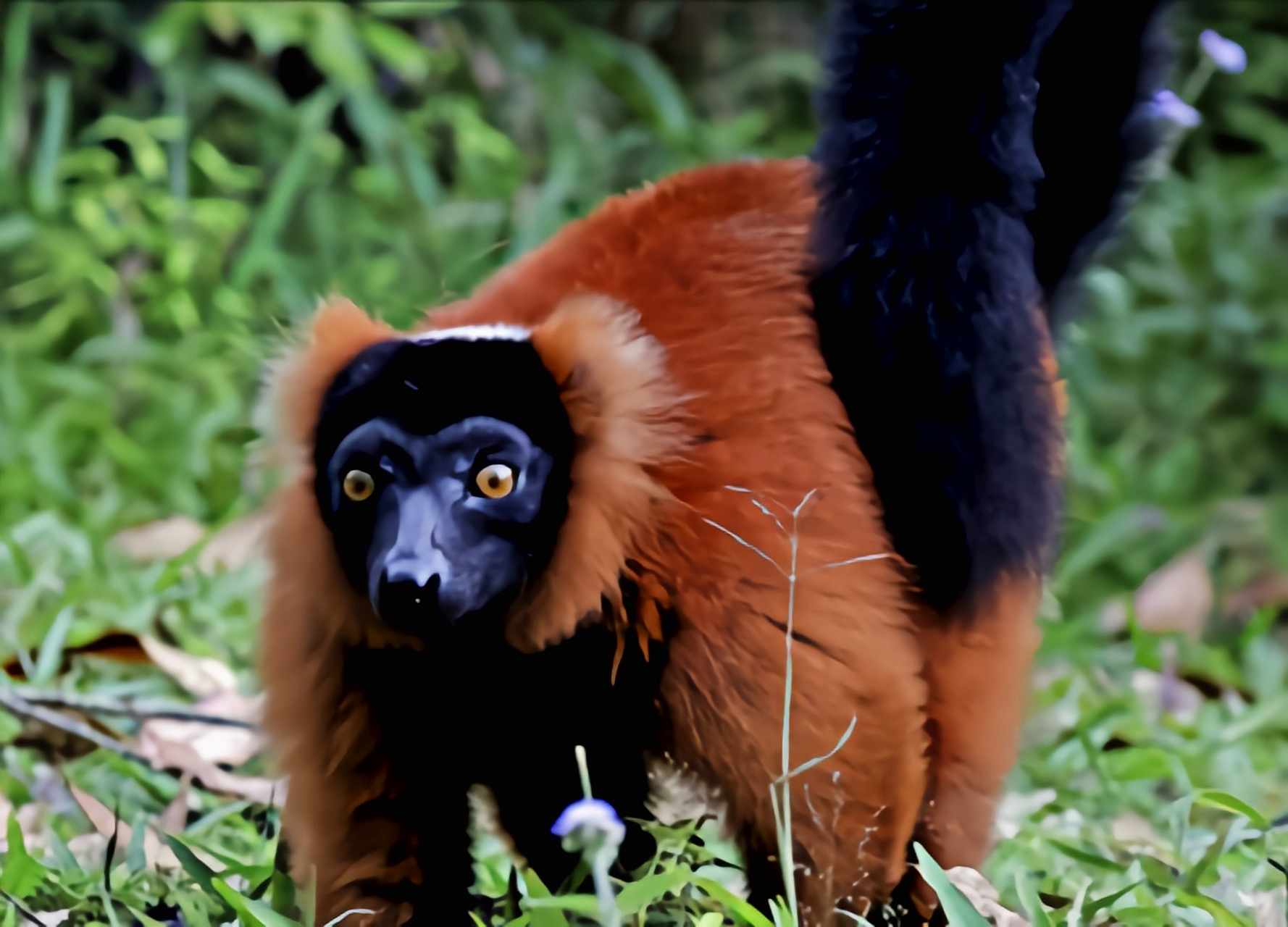 马达加斯加代表动物图片
