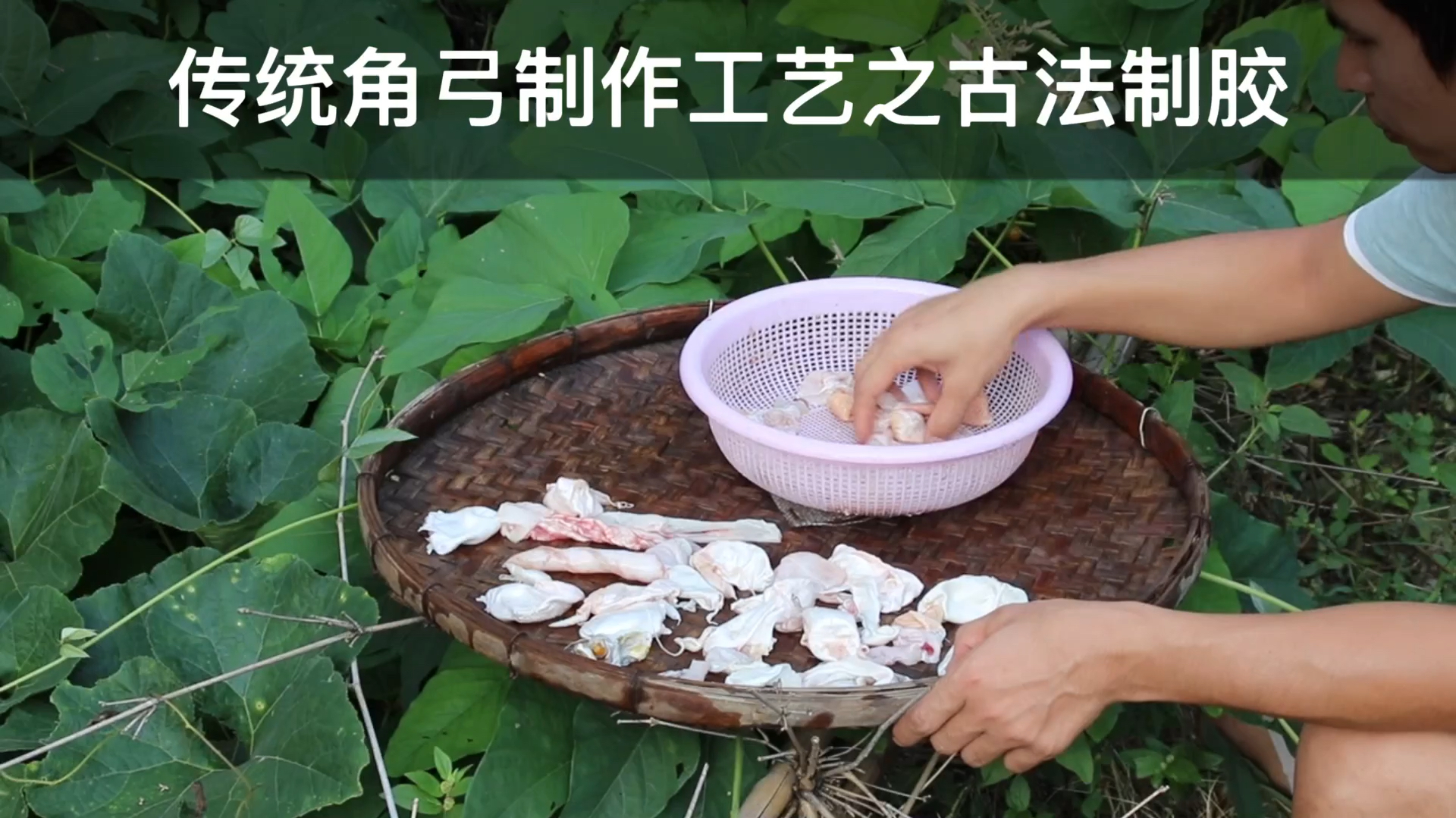 传统筋角弓制作之粘接工艺:古法制胶里的鱼鳔胶是如何熬制成的?