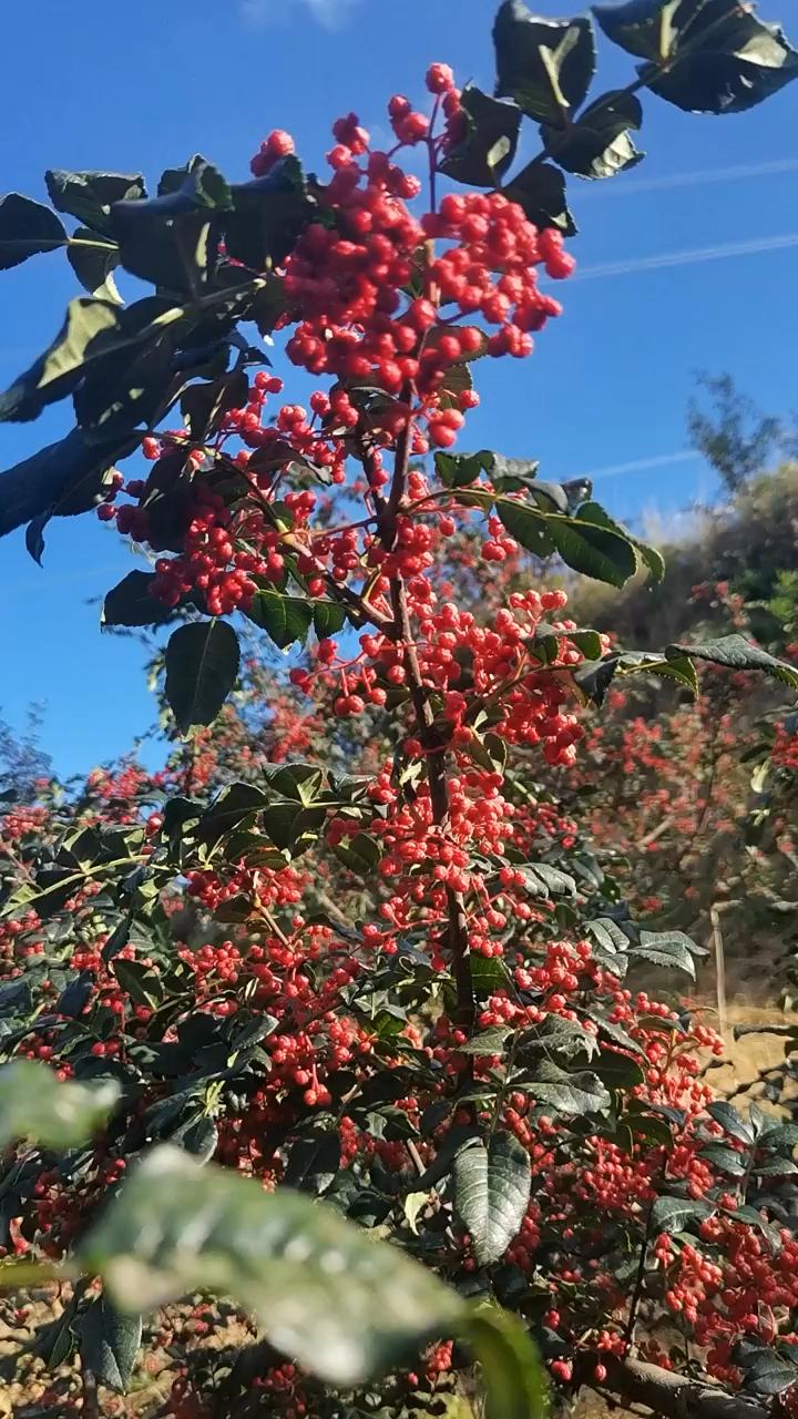 花椒苗价格无刺花椒苗基地大红袍根系嫁接抗严寒耐干旱产量高