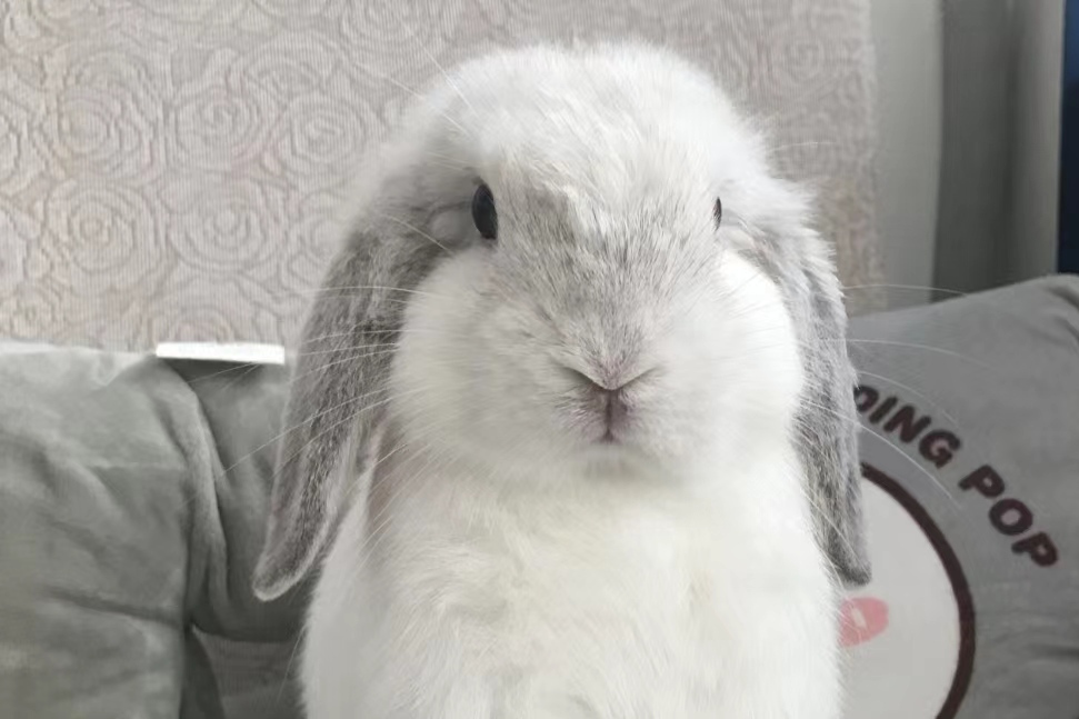 主人需注意其夜行性及耳朵清洁.[原文:垂耳兔的智商有多高?