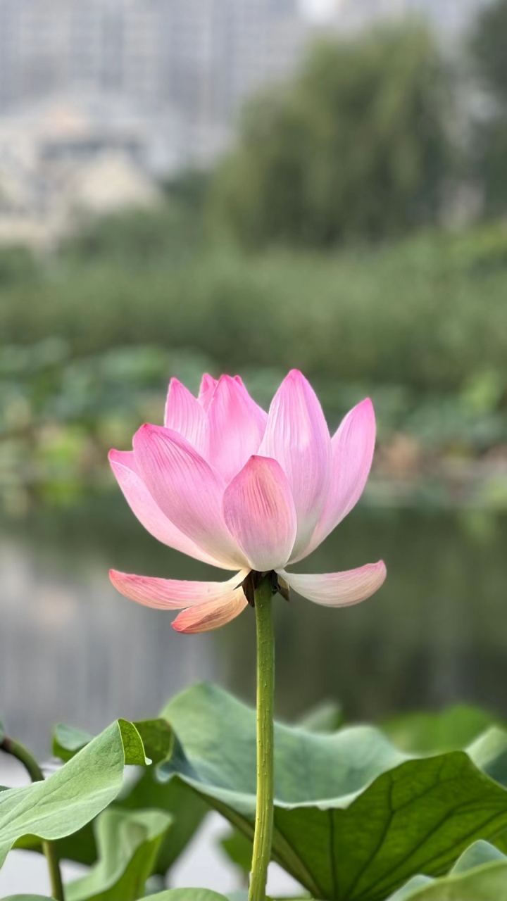 江南好采莲#发现生活中的美