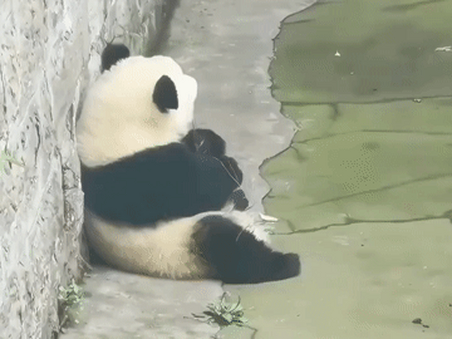 渝爱真的是乖巧的宝贝,自己玩树枝就可以消遣时间