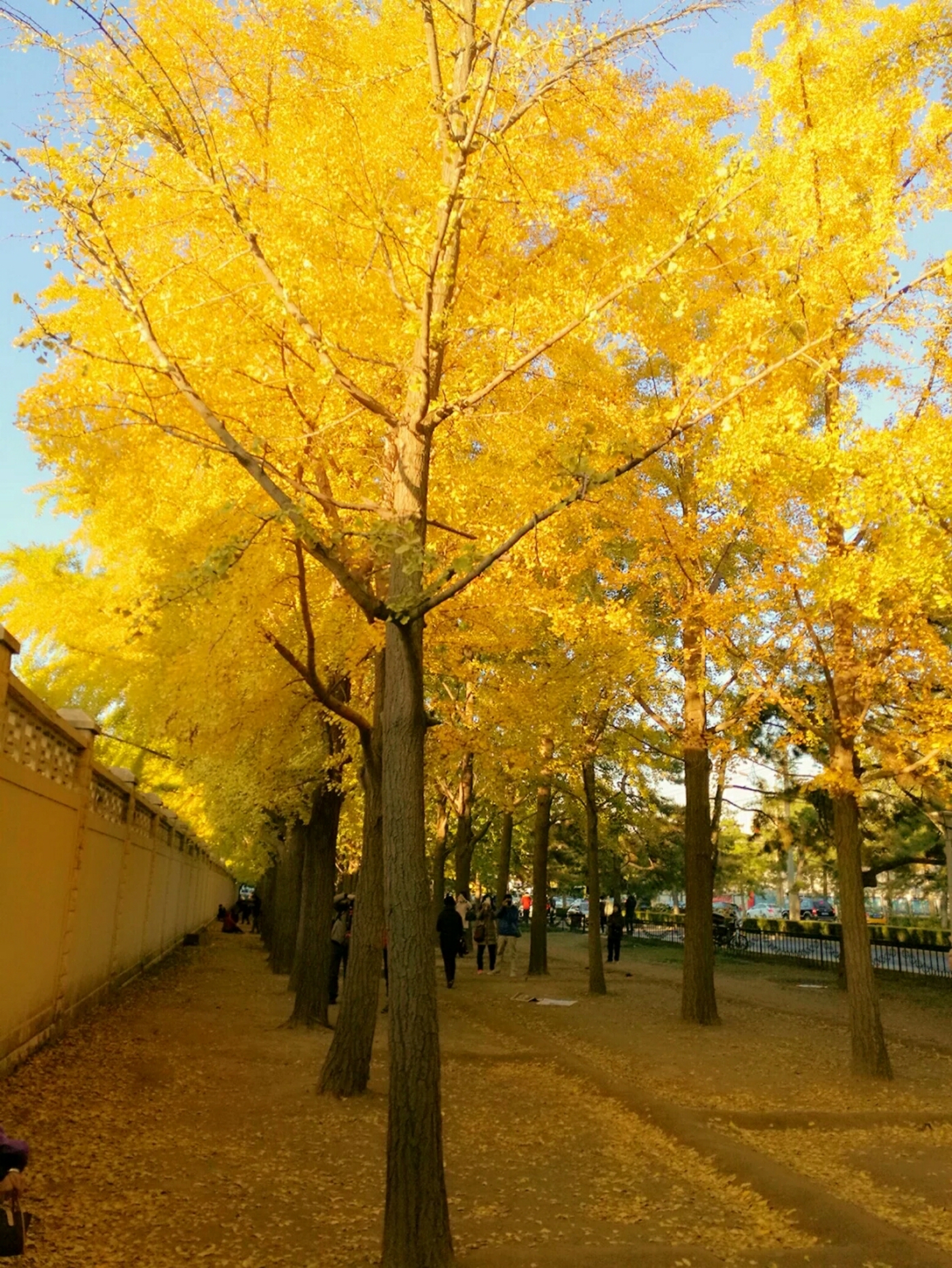 老北京银杏大道:传承的特色与季节的变幻