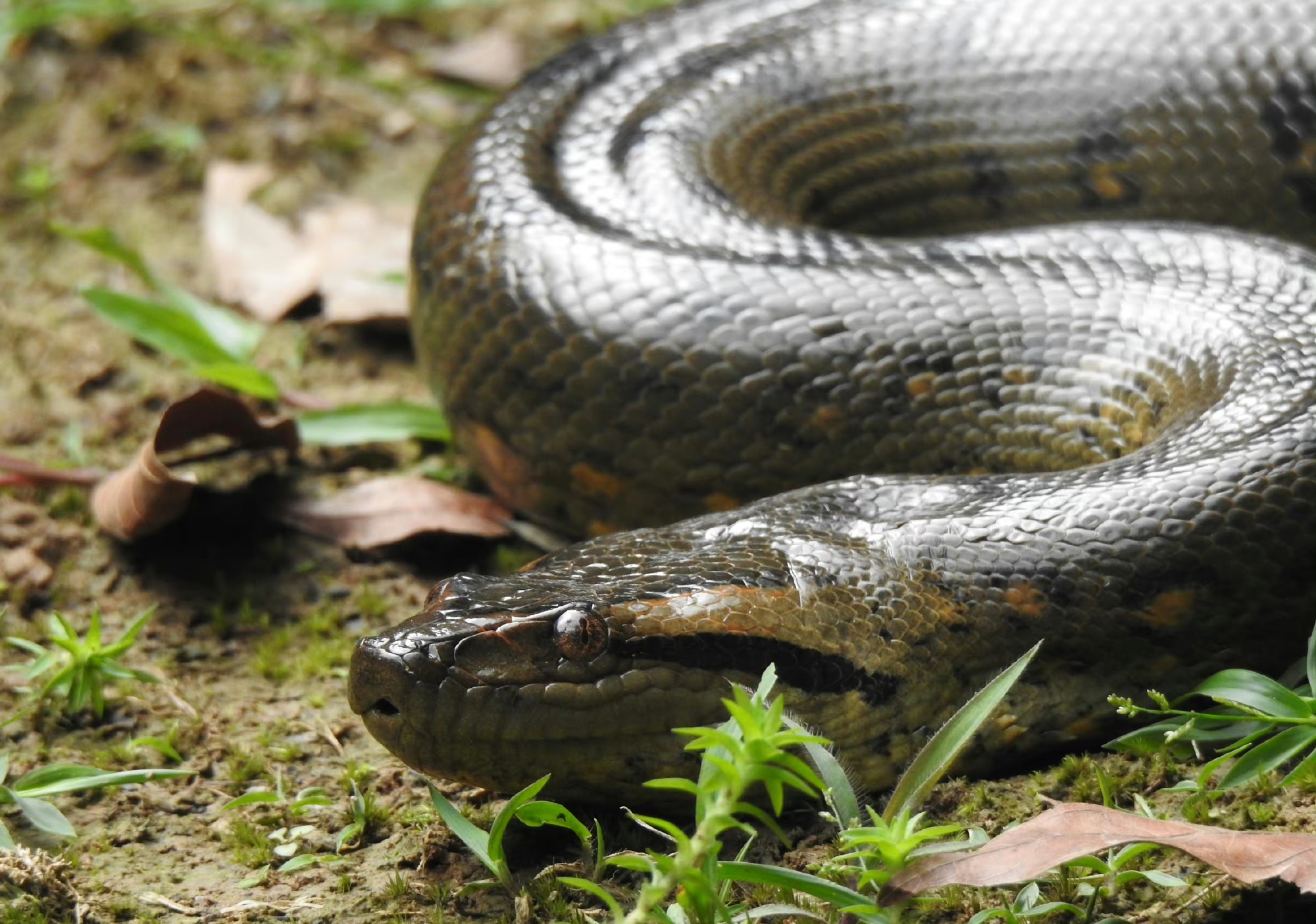 绿水蚺eunectes m.@小岛带你看景点的动态