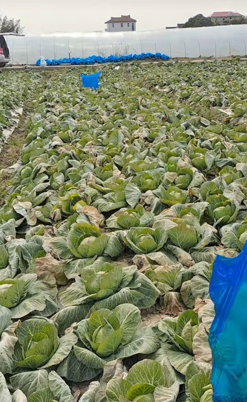 地里橄榄菜,年前5元30斤没卖,好几个月了,也没管它.