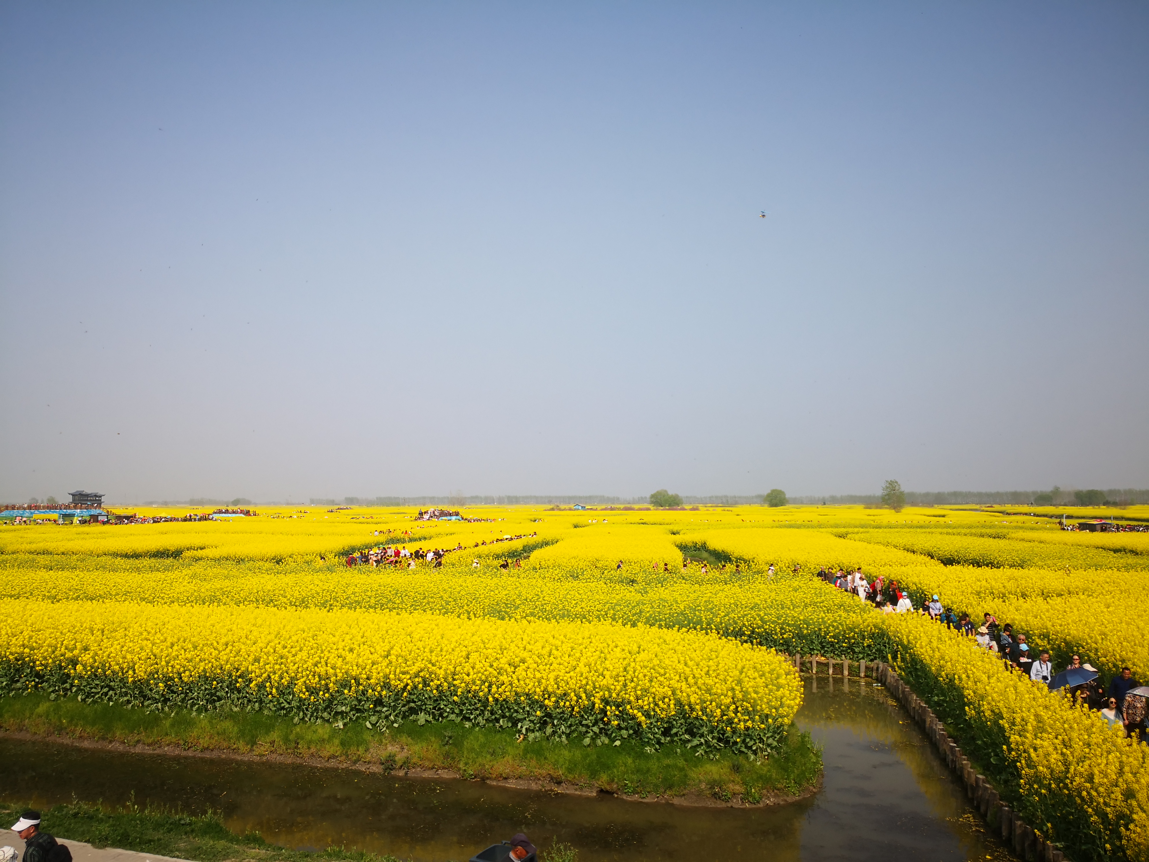 江苏兴化油菜花垛海