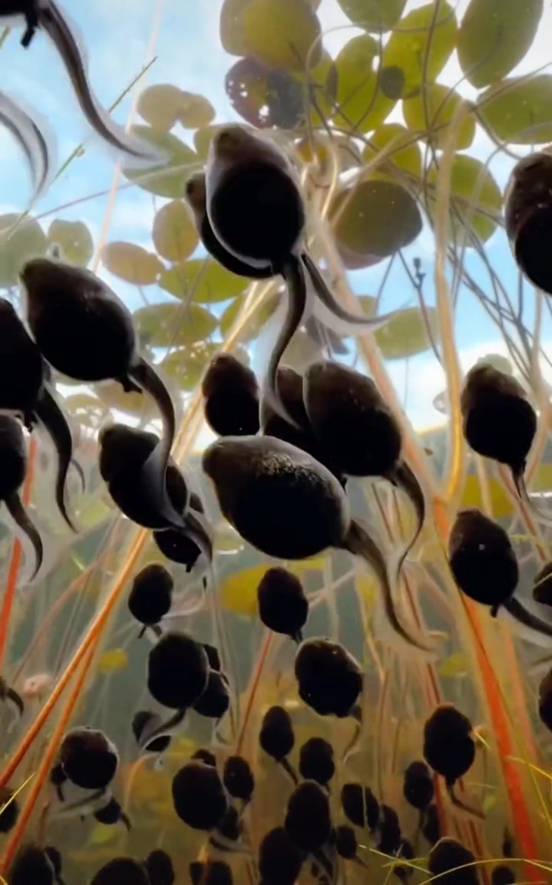 小蝌蚪面部放大后的样子,你还会觉得可爱吗?