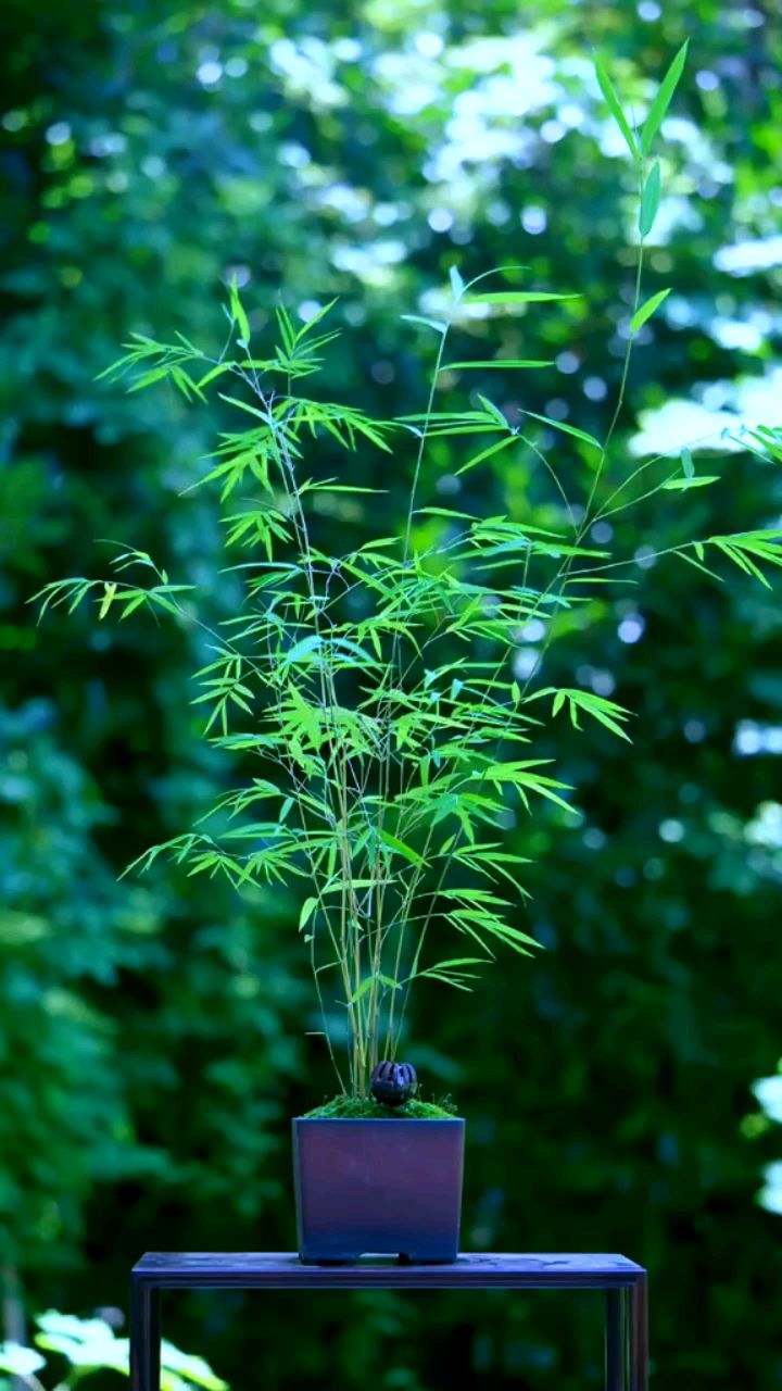 内门竹,竹中劳斯莱斯