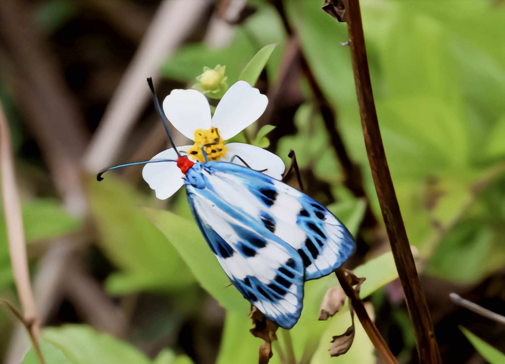 一种昆虫——光辉萤斑蛾 光辉萤斑蛾别名绿脉白斑蛾,是鳞翅目,斑蛾科