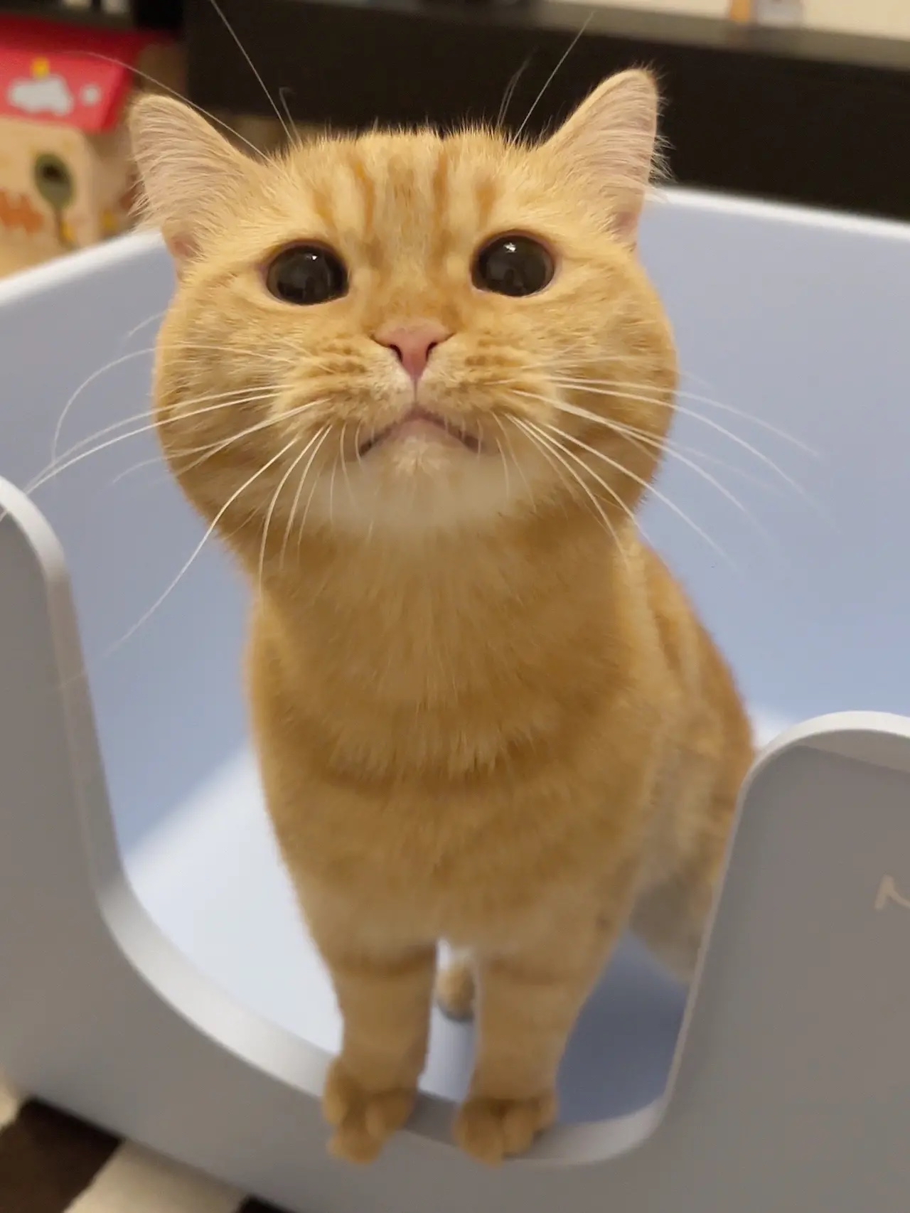 小憨包 小猫咪三分迷茫七分呆滞