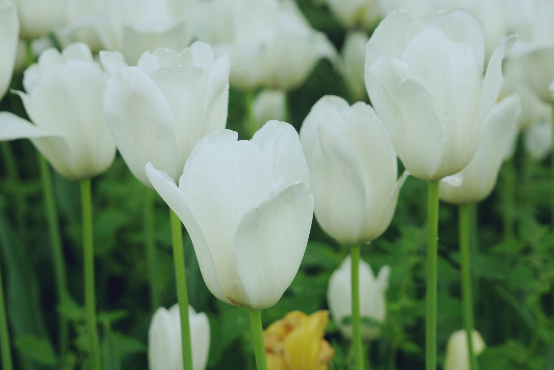 九月动态激励计划# 郁金香——清水  清水花单瓣,杯状,白色,在凉说哪