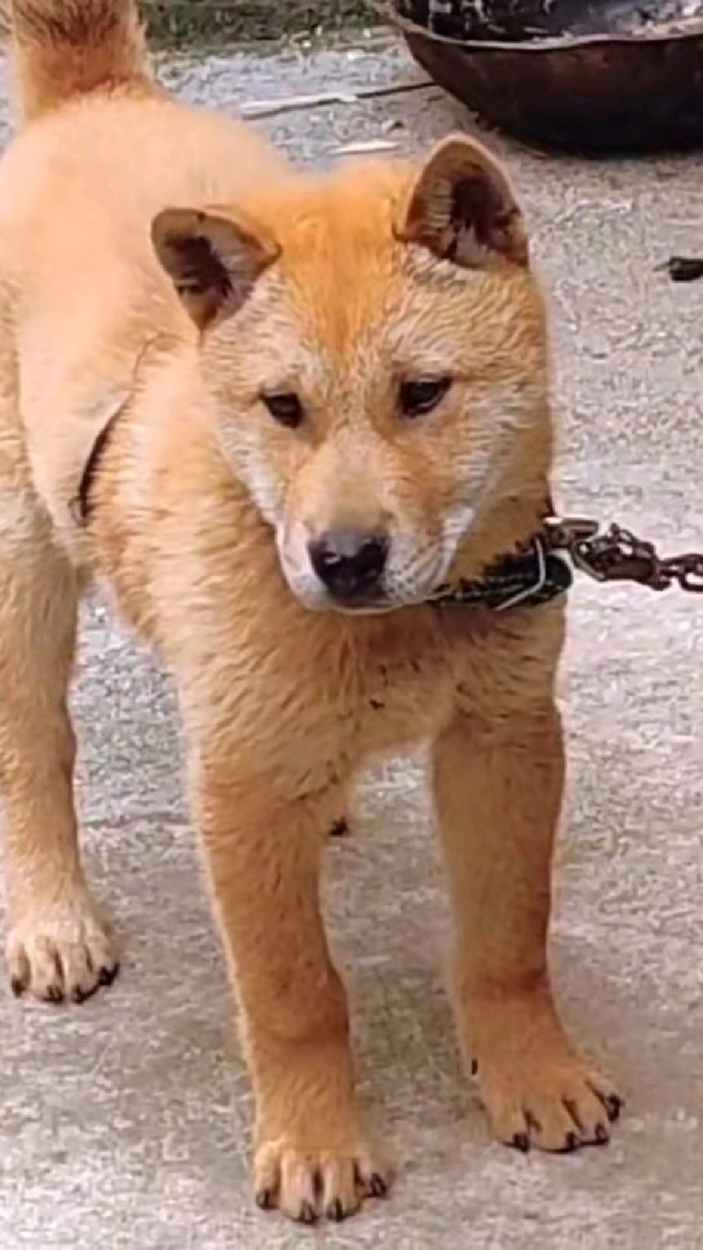 中华田园犬广西土猎犬颜值到位猎性到位-度小视