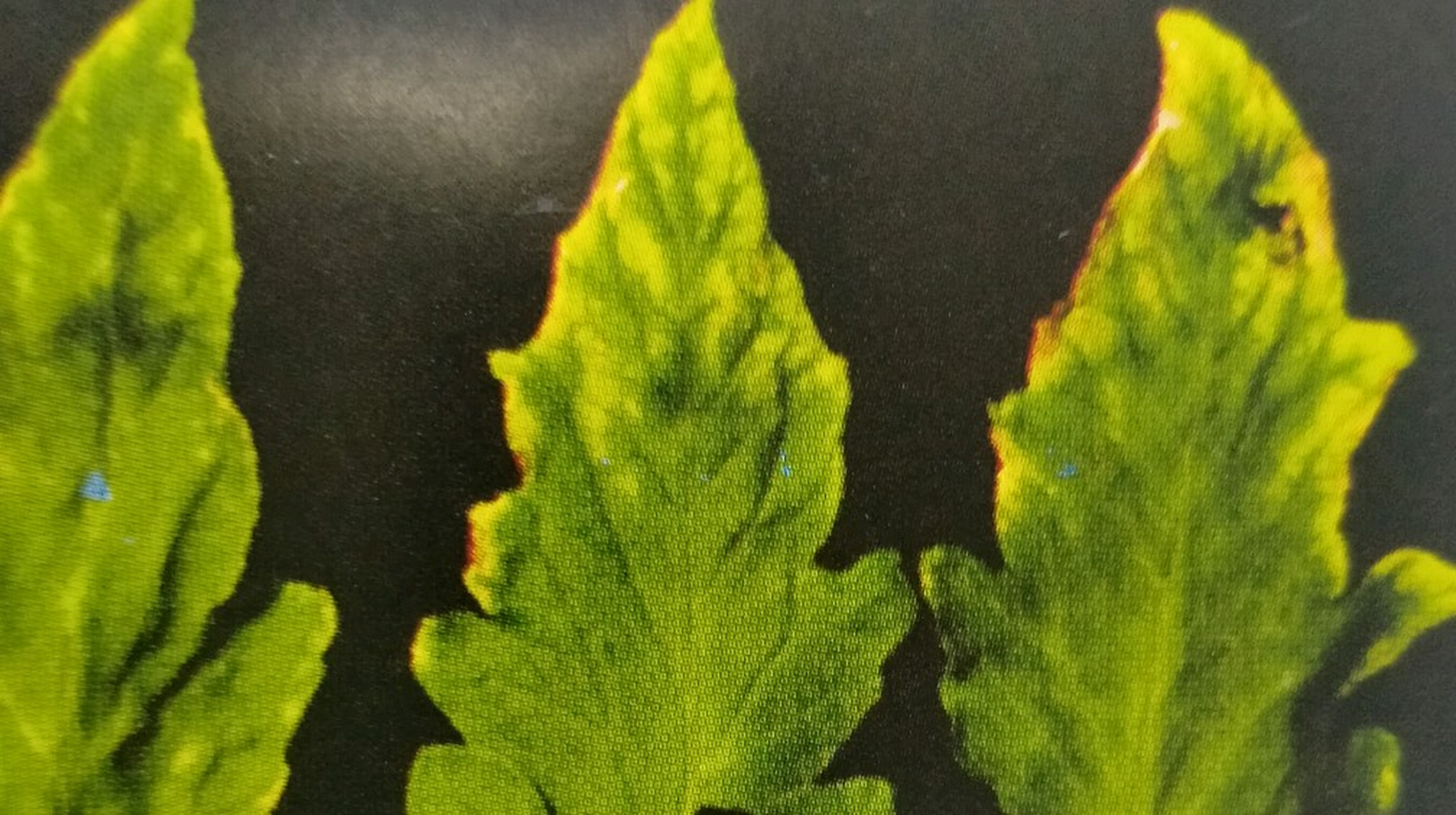 一起来看看  (一)症状  番笳缺钾,老叶的小叶呈灼烧状,叶缘卷曲,叶脉