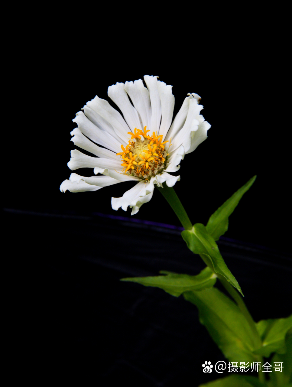 分享一组黑背景的花卉照片.