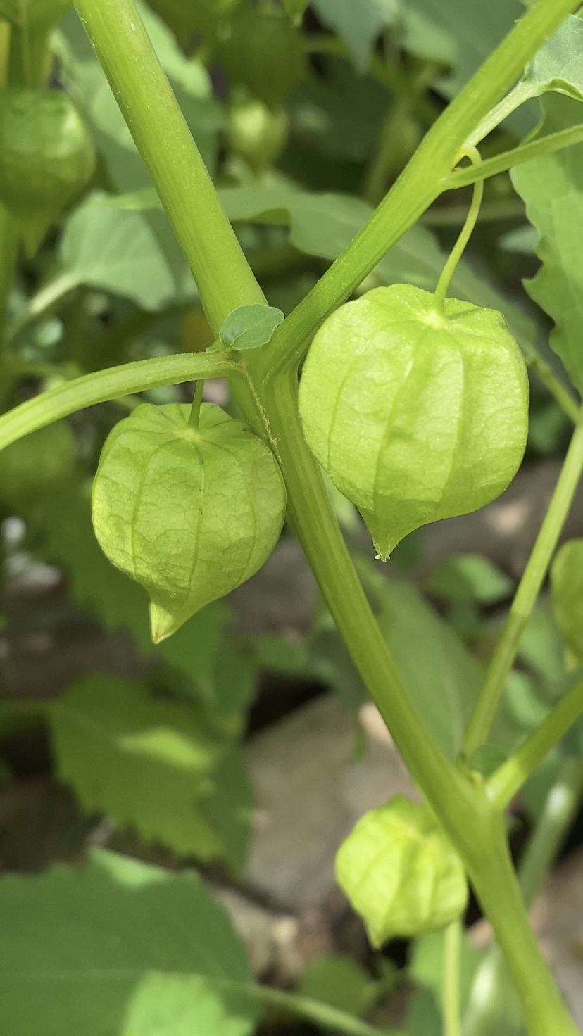 苦蘵也叫"灯笼草",它和"姑娘果"长得很像,但它们可是不同的植物哦!