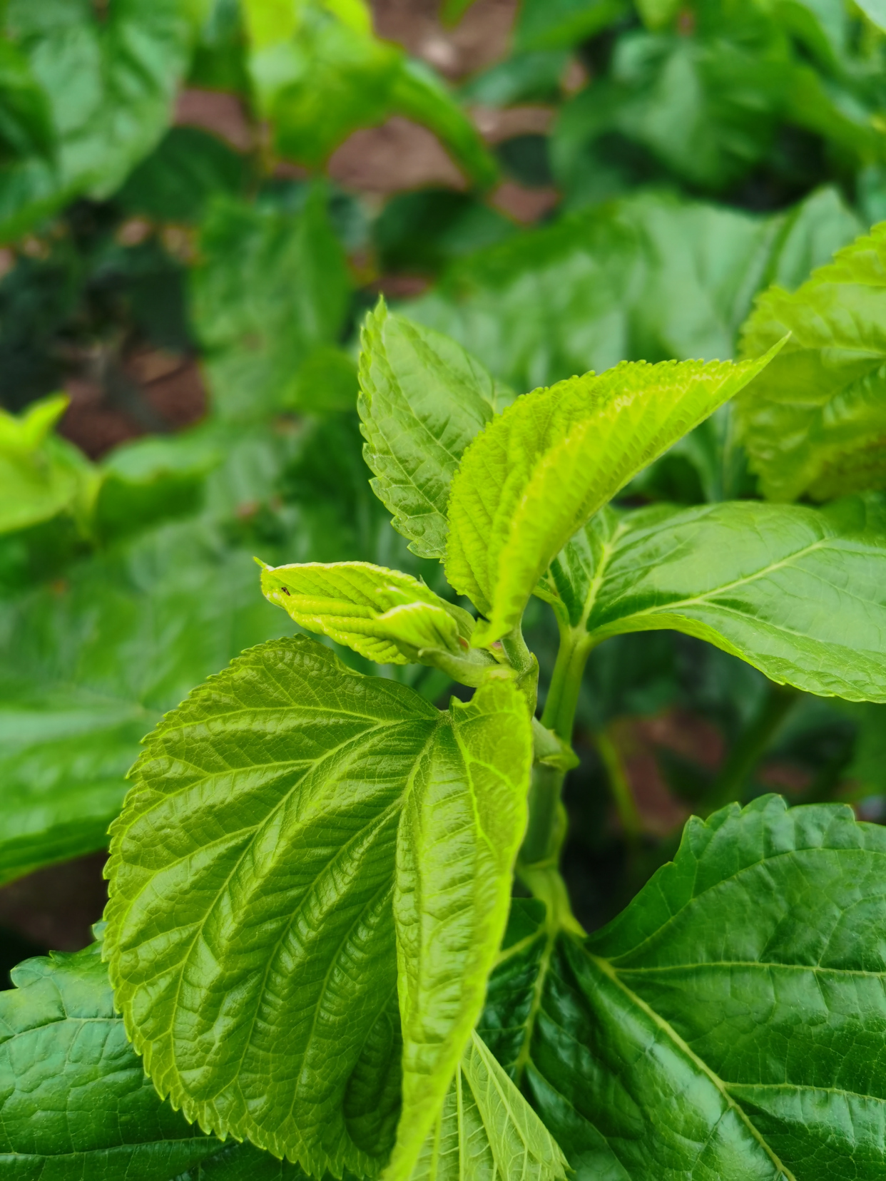 桑叶菜之夏天首选